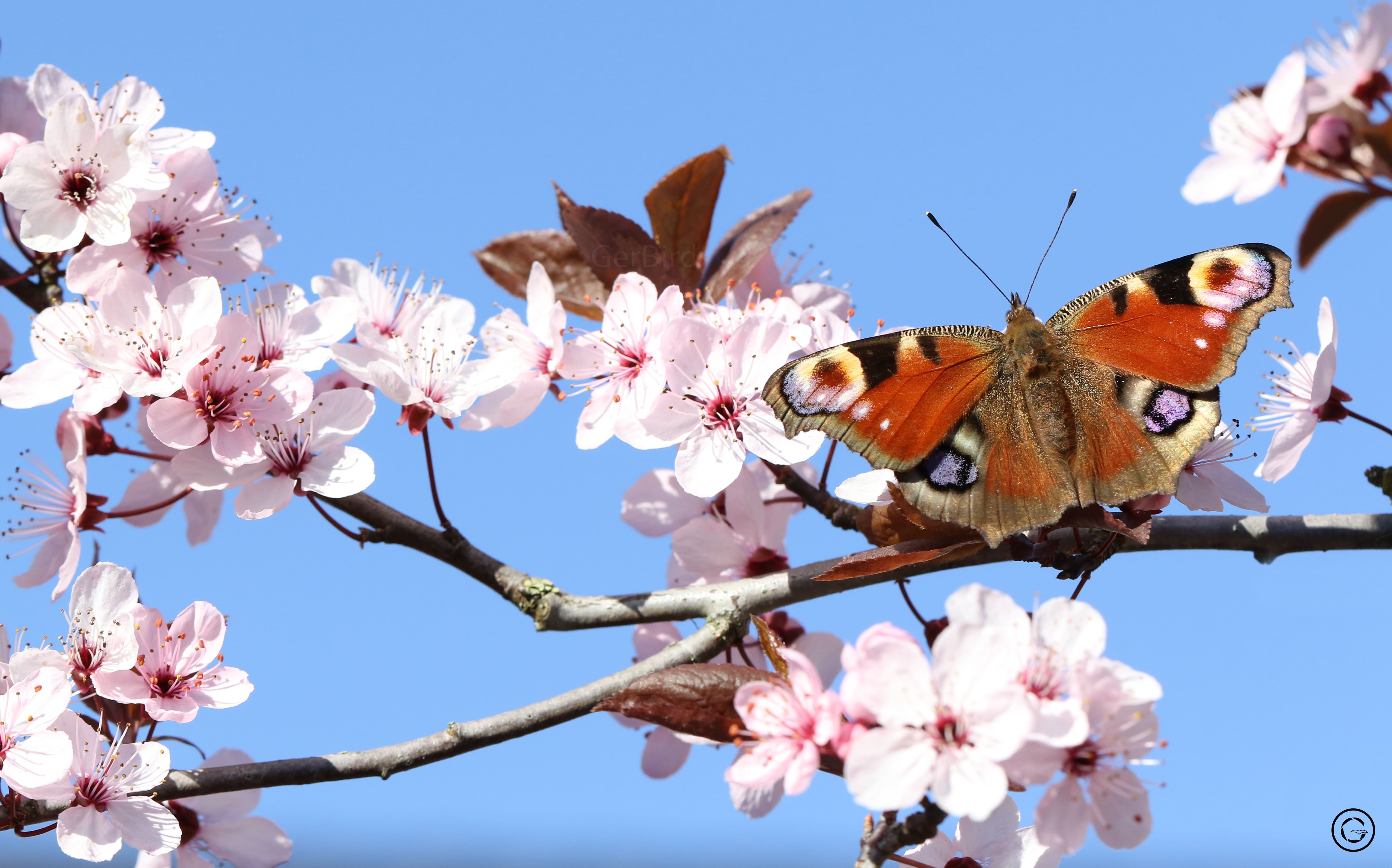 Gerbert Voortman, dagpauwoog op prunus